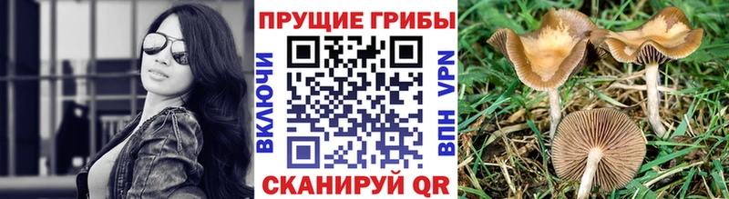 сколько стоит  Боровск  даркнет как зайти  Галлюциногенные грибы ЛСД 